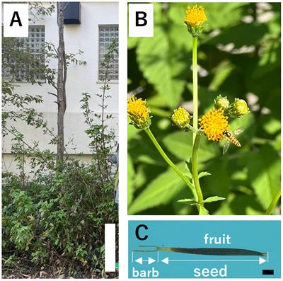 Decrease in wind stress leads to an increase in the above ground morphology and number of seeds of an invasive alien species, Bidens pilosa (Asteraceae)